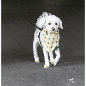 Bandana pour chien