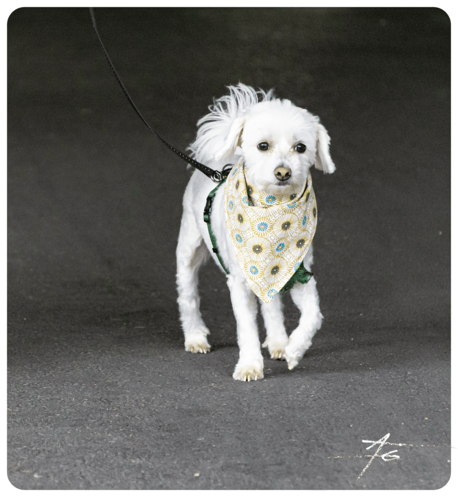 Bandana pour chien