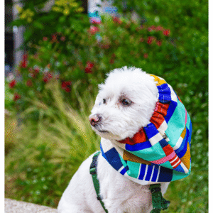 Snood pour chien
